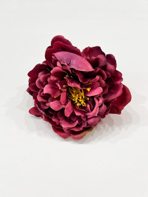 Peonia buganvilla